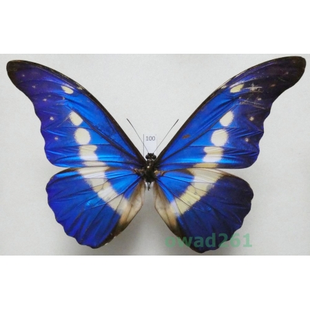 Morpho helena Staudinger, 1890 Peru 127mm100